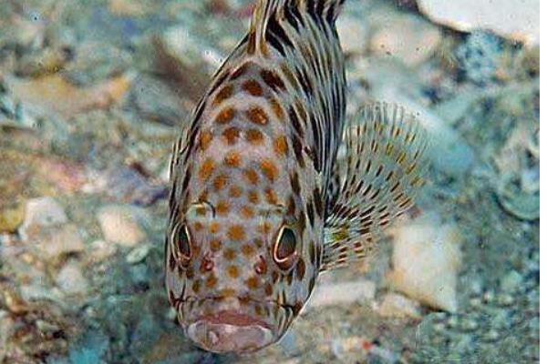 2015養石斑魚賺錢嗎？2015石斑魚養殖前景及市場價格分析