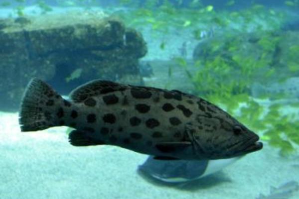 2015養石斑魚賺錢嗎？2015石斑魚養殖前景及市場價格分析