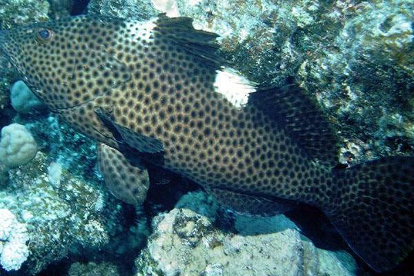 2015養石斑魚賺錢嗎？2015石斑魚養殖前景及市場價格分析