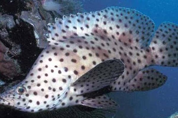 2015養石斑魚賺錢嗎？2015石斑魚養殖前景及市場價格分析