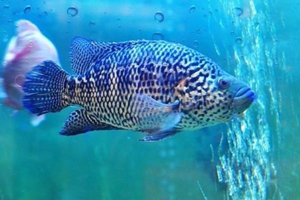 2015養石斑魚賺錢嗎？2015石斑魚養殖前景及市場價格分析