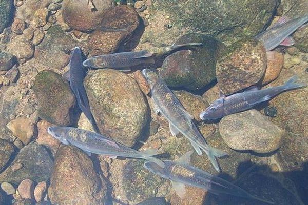 2015養石斑魚賺錢嗎？2015石斑魚養殖前景及市場價格分析