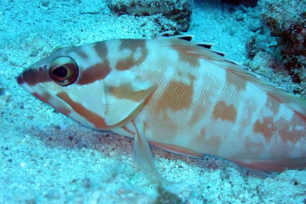 2015養石斑魚賺錢嗎？2015石斑魚養殖前景及市場價格分析