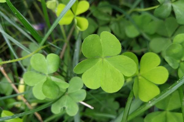 三葉草含義，三葉草花語