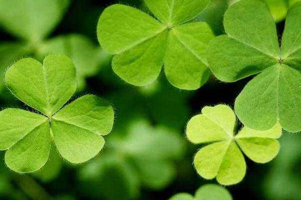 三葉草含義，三葉草花語