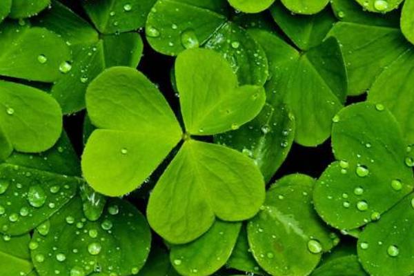 三葉草含義，三葉草花語