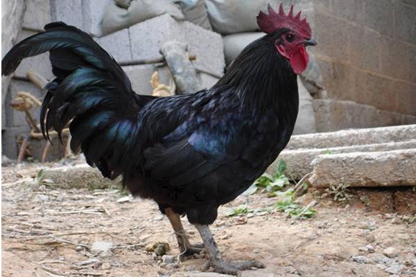 養1000只烏雞能賺多少錢?養烏雞的成本和利潤