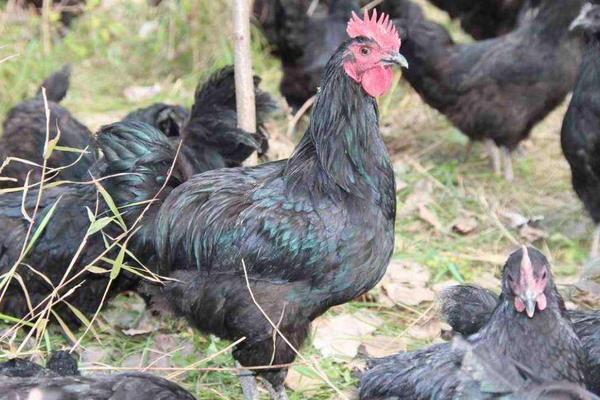 養1000只烏雞能賺多少錢?養烏雞的成本和利潤