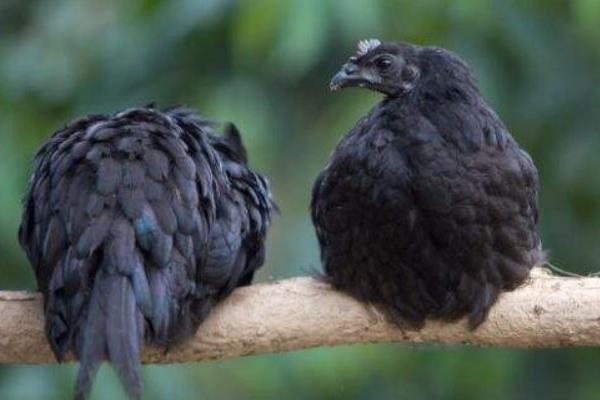 養1000只烏雞能賺多少錢?養烏雞的成本和利潤