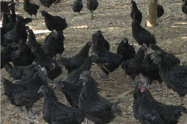 養1000只烏雞能賺多少錢?養烏雞的成本和利潤