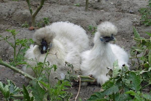 養1000只烏雞能賺多少錢?養烏雞的成本和利潤
