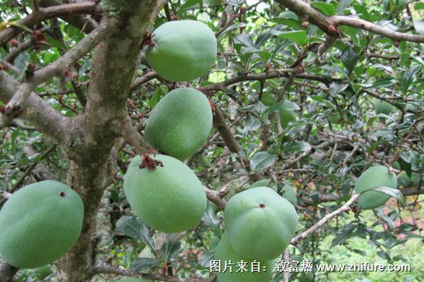 孕婦可以吃酸木瓜嗎