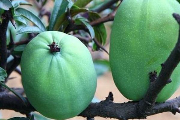 孕婦可以吃酸木瓜嗎