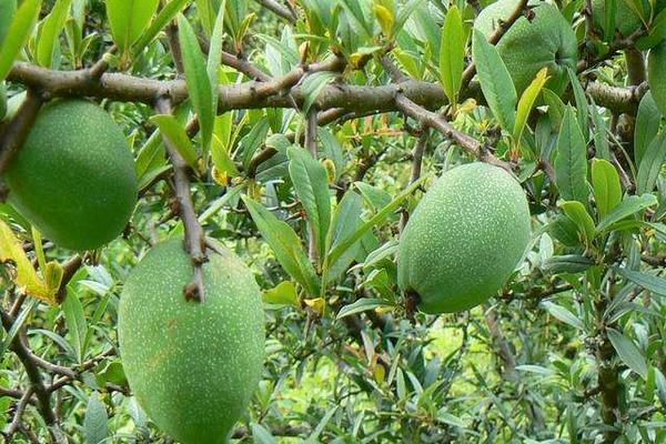 孕婦可以吃酸木瓜嗎