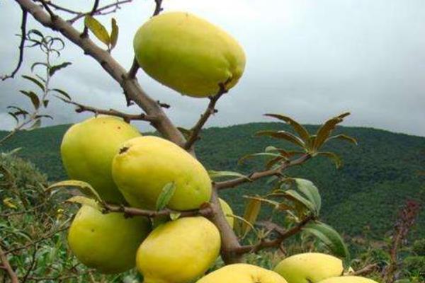 孕婦可以吃酸木瓜嗎