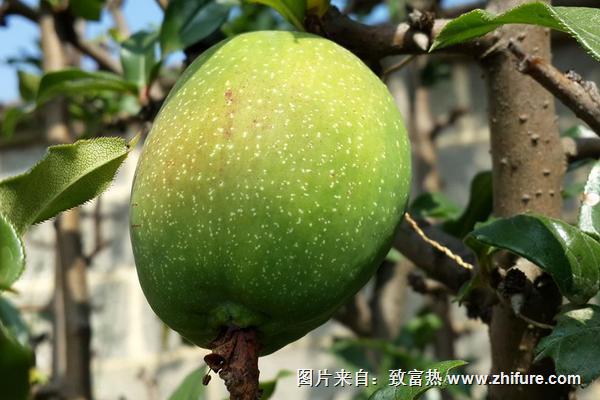 孕婦可以吃酸木瓜嗎