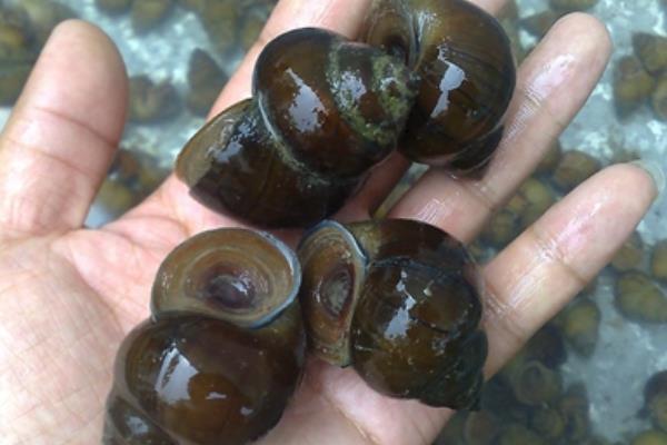 養(yǎng)殖田螺脫殼病的治療方法