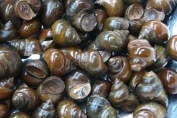 養(yǎng)殖田螺脫殼病的治療方法