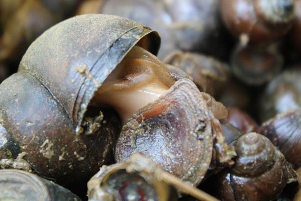 養(yǎng)殖田螺脫殼病的治療方法