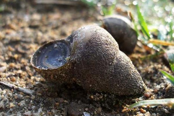 養(yǎng)殖田螺脫殼病的治療方法