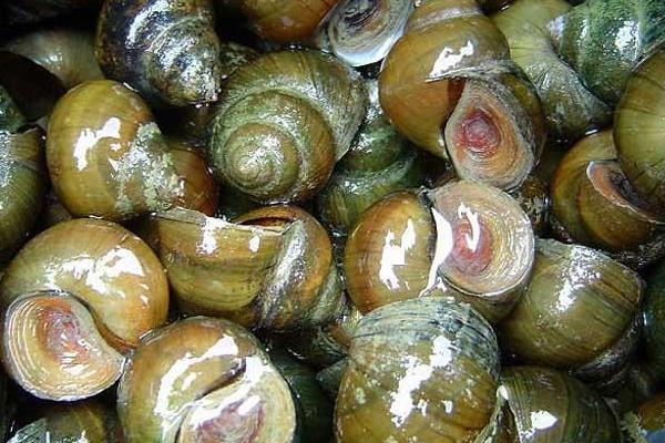 養(yǎng)殖田螺脫殼病的治療方法