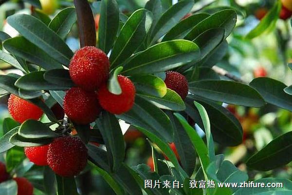 楊梅種子播種方法