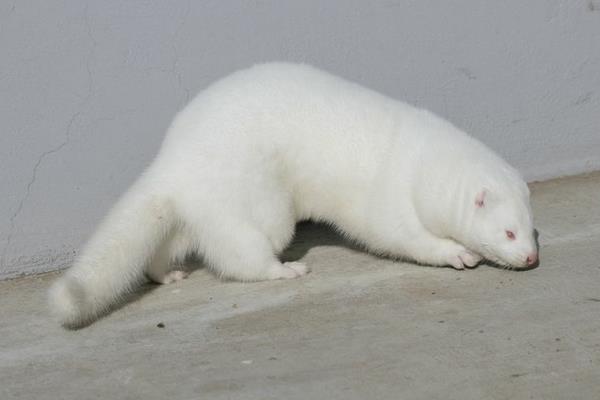 2015養(yǎng)水貂賺錢(qián)嗎？2015水貂養(yǎng)殖前景及市場(chǎng)價(jià)格分析