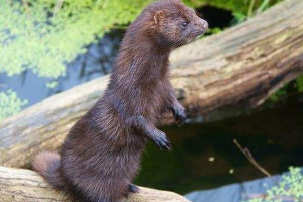 2015養(yǎng)水貂賺錢(qián)嗎？2015水貂養(yǎng)殖前景及市場(chǎng)價(jià)格分析