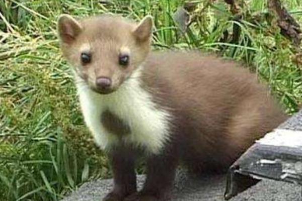 2015養(yǎng)水貂賺錢(qián)嗎？2015水貂養(yǎng)殖前景及市場(chǎng)價(jià)格分析