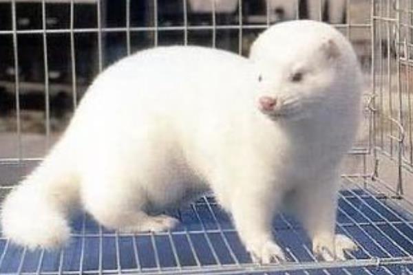 2015養(yǎng)水貂賺錢(qián)嗎？2015水貂養(yǎng)殖前景及市場(chǎng)價(jià)格分析