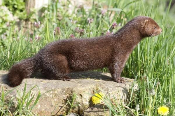 2015養(yǎng)水貂賺錢(qián)嗎？2015水貂養(yǎng)殖前景及市場(chǎng)價(jià)格分析