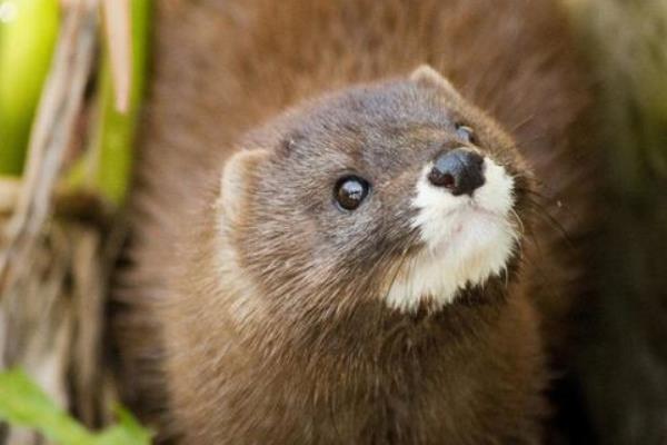 2015養(yǎng)水貂賺錢(qián)嗎？2015水貂養(yǎng)殖前景及市場(chǎng)價(jià)格分析