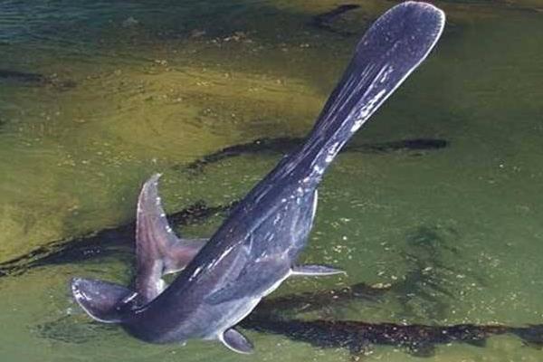 養鴨嘴魚的利潤