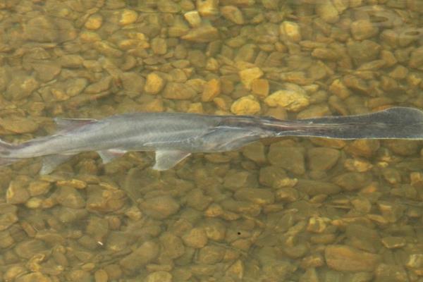 養鴨嘴魚的利潤
