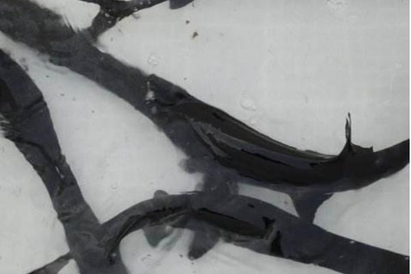 養鴨嘴魚的利潤