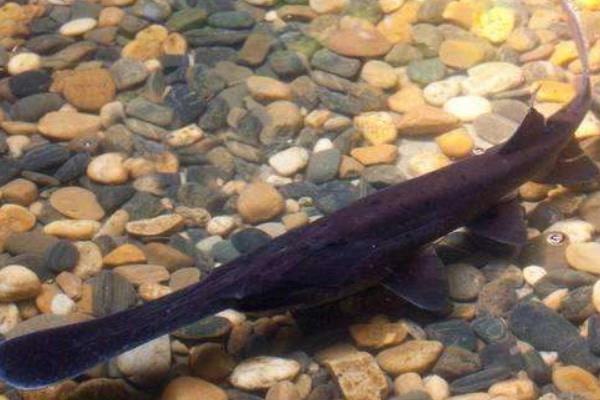 養鴨嘴魚的利潤