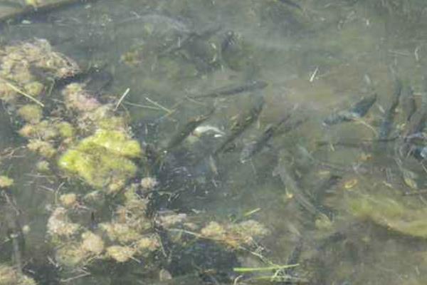 底部增氧養(yǎng)黑魚(yú)養(yǎng)殖好方法