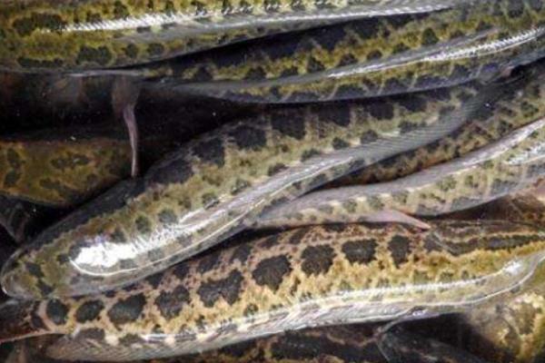 底部增氧養(yǎng)黑魚(yú)養(yǎng)殖好方法