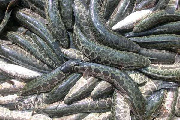 底部增氧養(yǎng)黑魚(yú)養(yǎng)殖好方法