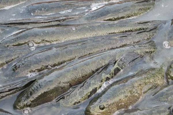 底部增氧養(yǎng)黑魚(yú)養(yǎng)殖好方法