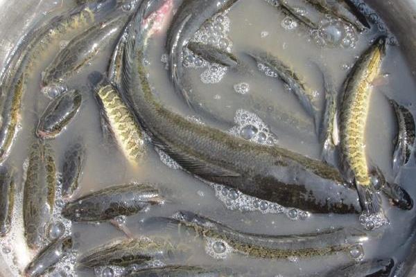 底部增氧養(yǎng)黑魚(yú)養(yǎng)殖好方法