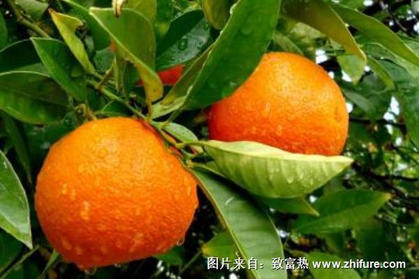 2018種臍橙賺錢嗎？臍橙種植的利潤與投資成本及前景預測