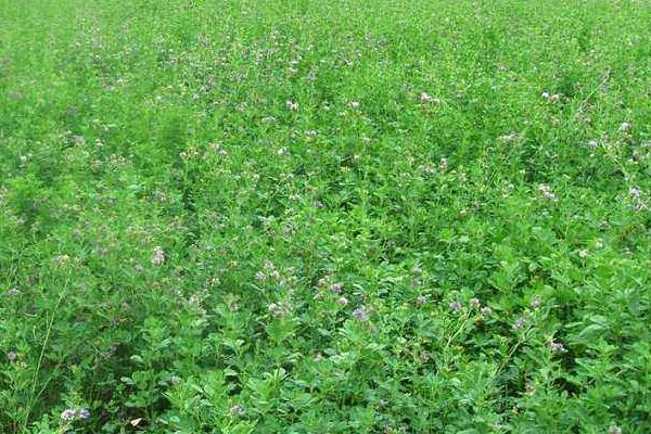 苜蓿繁種需要注意的要點(diǎn)