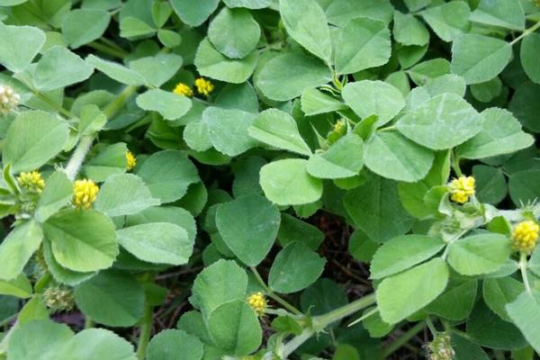 苜蓿繁種需要注意的要點(diǎn)