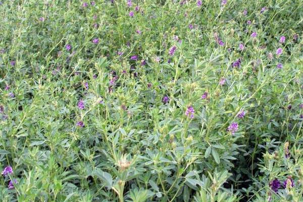 苜蓿繁種需要注意的要點(diǎn)