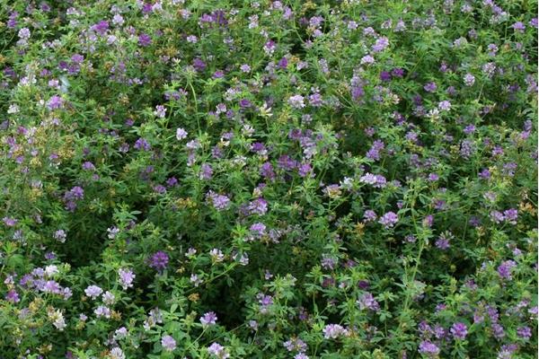 苜蓿繁種需要注意的要點(diǎn)