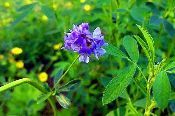 苜蓿繁種需要注意的要點(diǎn)