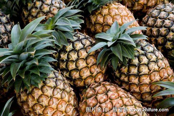 2018種菠蘿賺錢嗎？菠蘿種植的利潤(rùn)與投資成本及前景預(yù)測(cè)