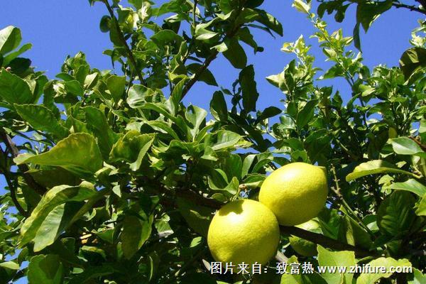 2018種檸檬賺錢嗎？檸檬種植的利潤與投資成本及前景預測