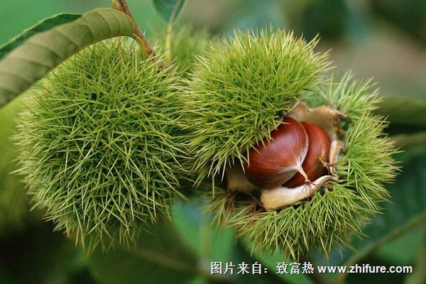 2018種板栗賺錢嗎?板栗種植的利潤與投資成本及前景預(yù)測(cè)